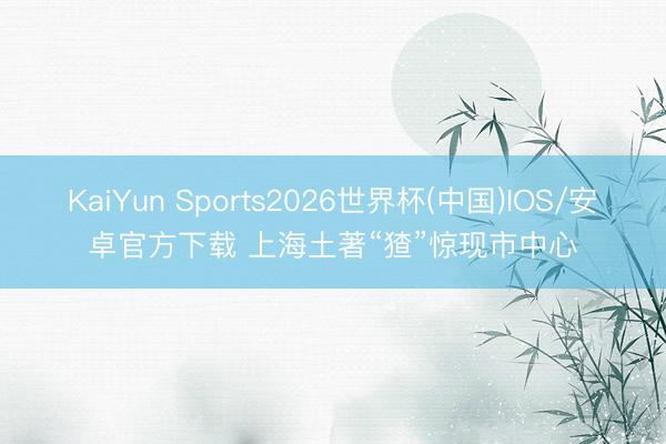 KaiYun Sports2026世界杯(中国)IOS/安卓官方下载 上海土著“猹”惊现市中心